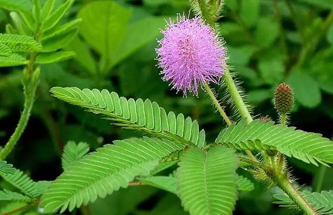 虚拟货森林币(forest森林币官网)