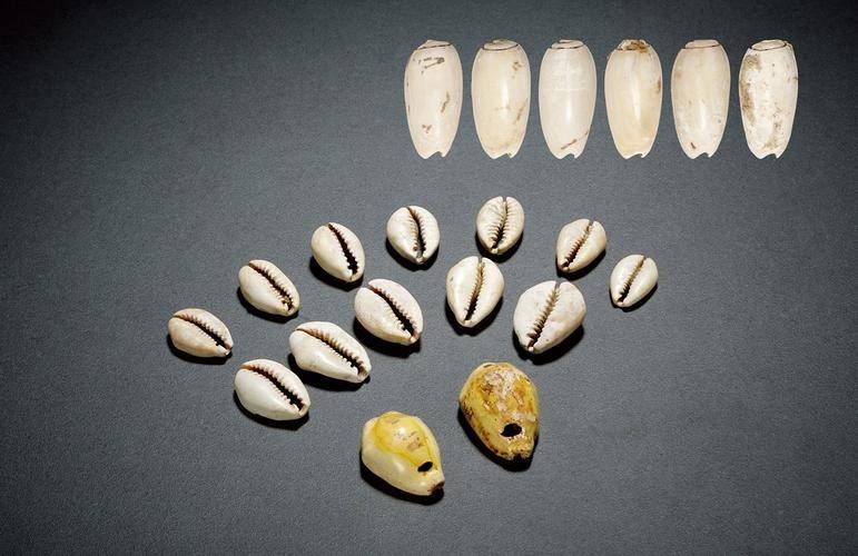 贝壳虚拟币(贝壳币怎么赚)